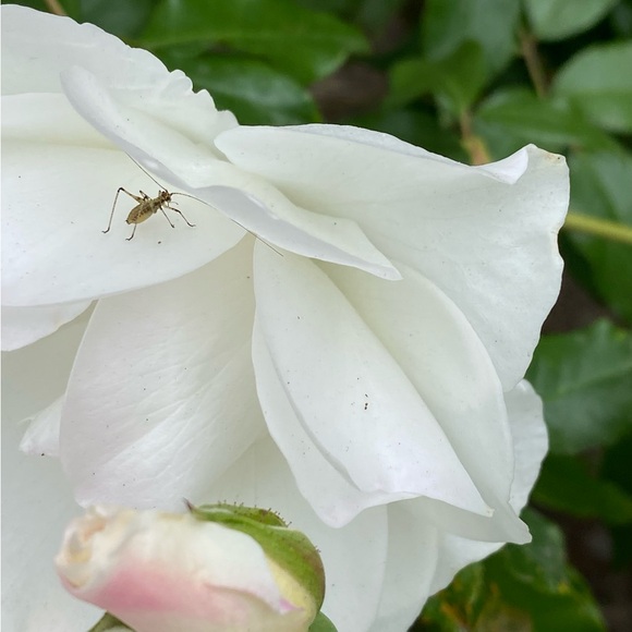 Meet your Posher, Eve - Picture 6 of 16